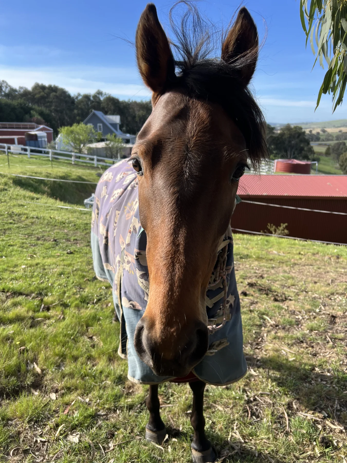 Close-up of a chestnut horse at Broadway