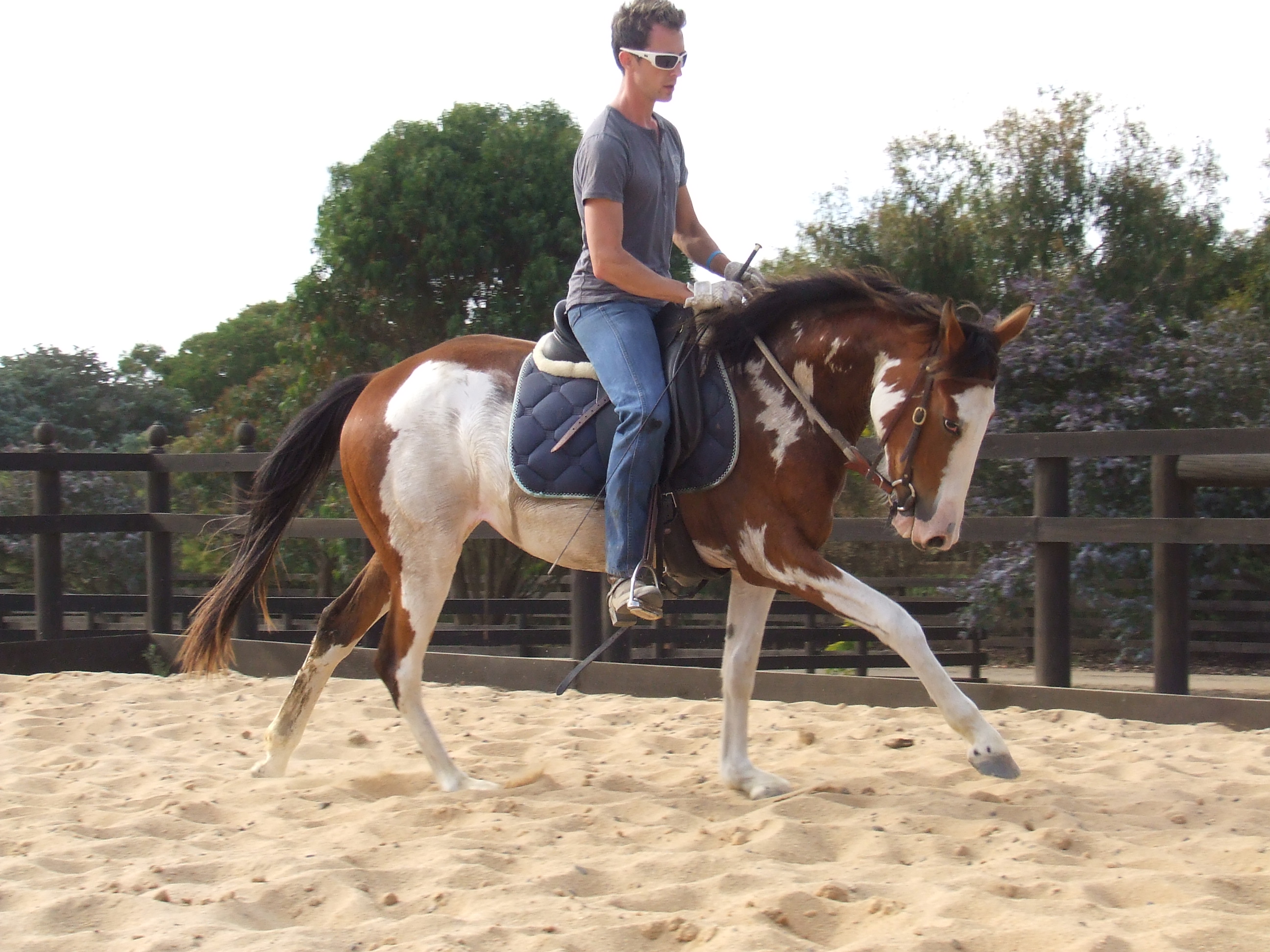 Brown and white horse moving forward under saddle