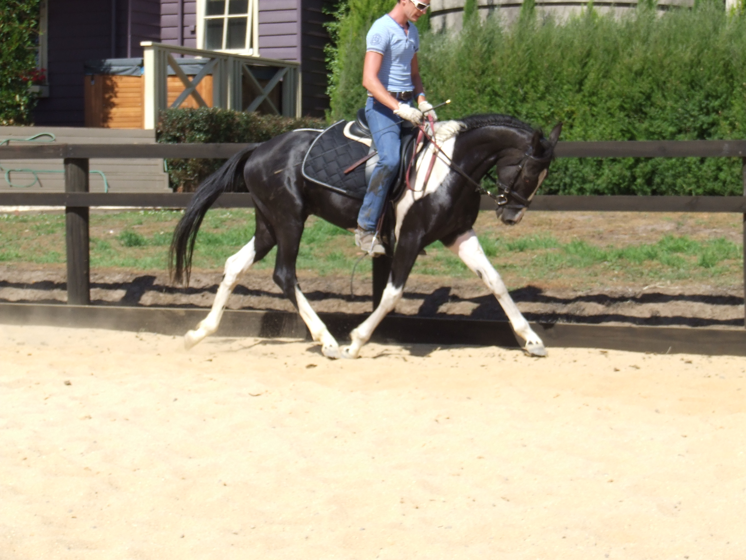 Black and white horse and rider working in an arena